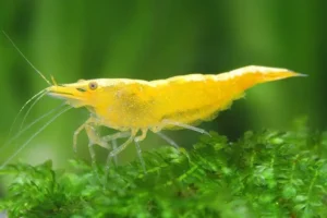 Neocaridina davidi Yellow
