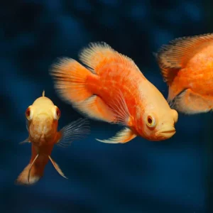 OSCAR RED CHILLI 5-6 CM - ASTRONOTUS OCELLATUS