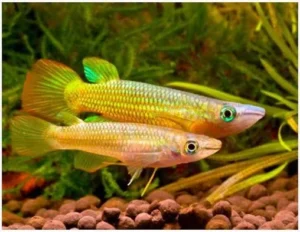 PANCHAX AMARILLo killifish