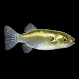 PEIXE GLOBO DOURADO - AURIGLOBUS MODESTUS