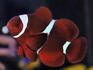 PREMNAS BIACUELATUS