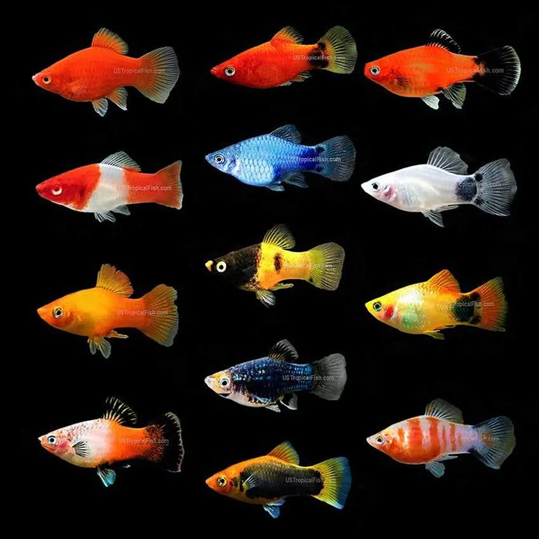 Platy Sortido