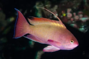 Pseudanthias squamipinnis, Sea goldie, M