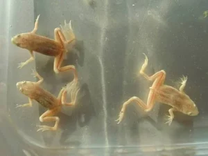 RA HYMENOCHIRUS SP ALBINO 1-1.5 CM