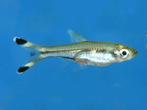 RASBORA TESOURA M TIJERITA