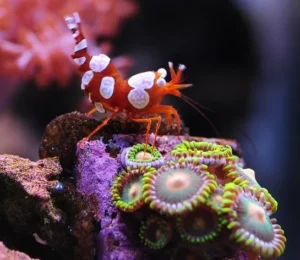 SEXY SHRIMP - THOR AMBOINENSIS