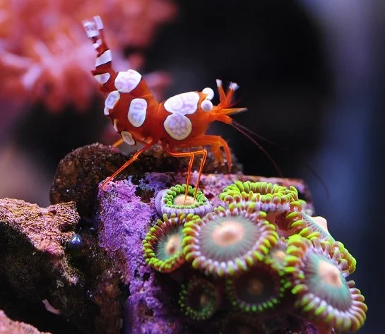 SEXY20SHRIMP20-20THOR20AMBOINENSIS.webp