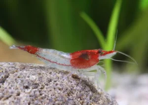 Shrimp red rili - neocaridina denticulata