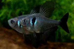 TETRA FANTASMA