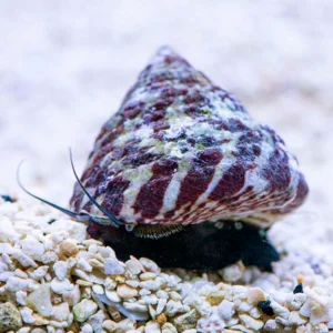 SNAIL - BANDED TROCHUS - TROCHUS HISTRIO