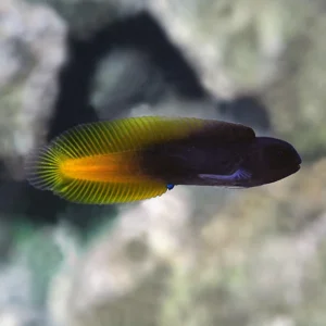 YELLOW TAIL MIDAS BLENNY