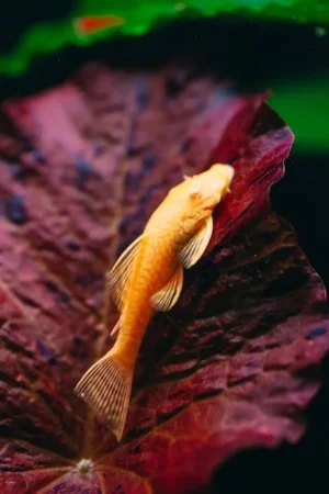 ancistrus albino