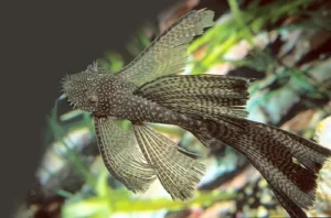 ANCISTRUS SP LONG FIN