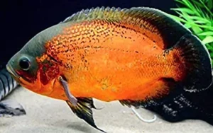 Astronotus ocellatus - Oscar P de 1 a 5cm