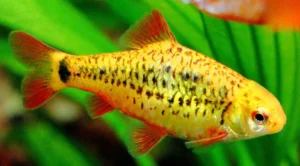 barbo OURO - BARBUS SCHUBERTI