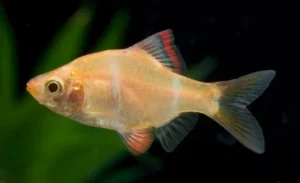 TETRA VIUVA ALBINA
