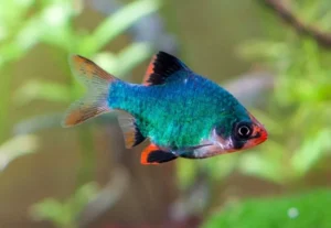 Puntius tetrazona - Barbo Tigre Verde 2-3cm