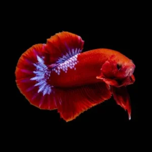 BETTA PLAKAT