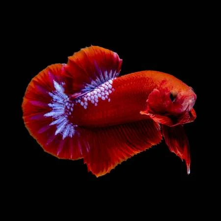 betta-plakat-hellboy-macho-1.webp