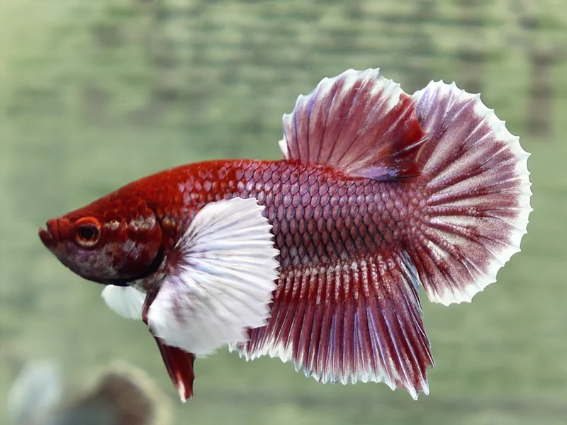 betta-splendens-dumbo-femea-1.webp