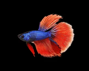 betta halfmoon tricolor