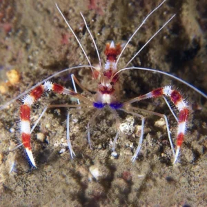 Stenopus hispidus, Banded boxer shrimp, S (2-3 cm)