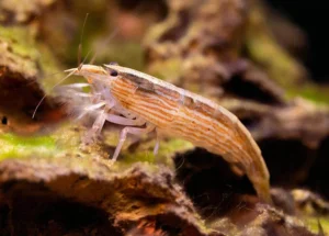 camarão madeira (atya molluccensis)