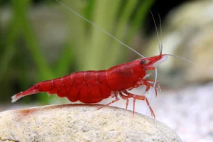 camarao super vermelho cereja