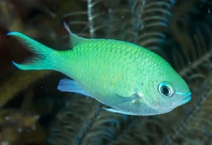 chromis - green chromis viridis