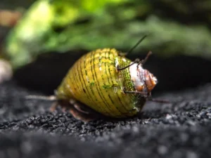 HORN SNAIL