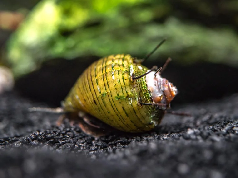 clithon-corona-snail-1.webp