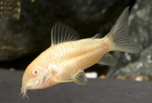 CORYDORA ALBINA