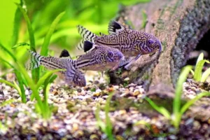 CORYDORA JULLI