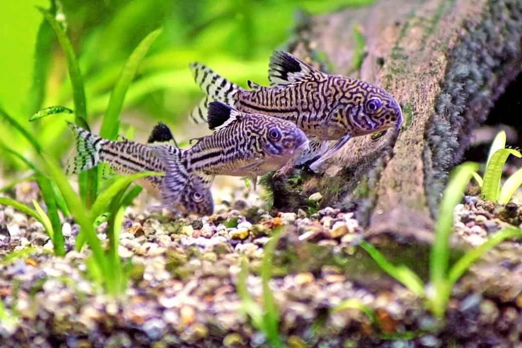 corydora-julli-1.webp