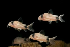 corydora panda