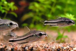 CORYDORAS PIGMEA 1-1.5 CM