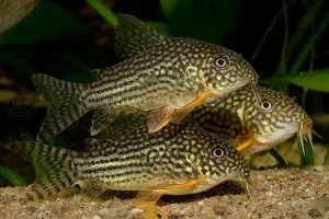 CORYDORA STERBAI