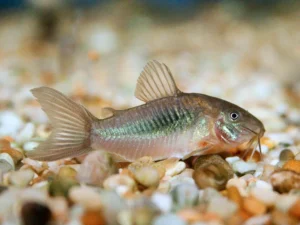 Corydora aeneus - Corydora Bronze 2-3cm