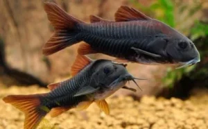 CORYDORA SP BLACK VENEZUELA