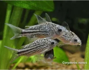 Corydora NANNUS 2.5 - 3 CM