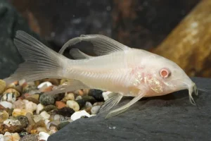 corydora paleatus albina