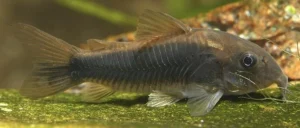 corydora schultzei