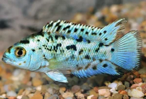 eletric blue jack dempsey