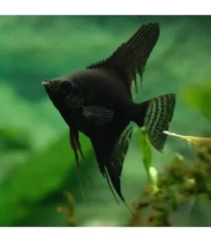 escalar negro