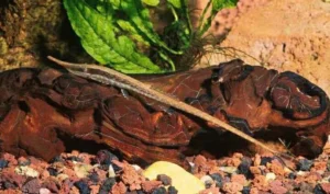 farlowella acus