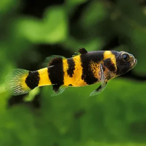 gobio abelha
