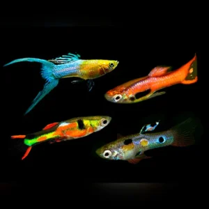 guppy endler sortido