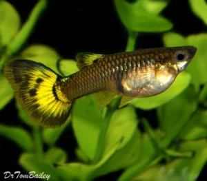 GUPPY FEMEA DE SELEÇÃO