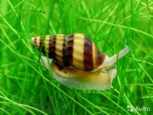 CARACOL HELENA