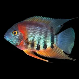 Heros severum